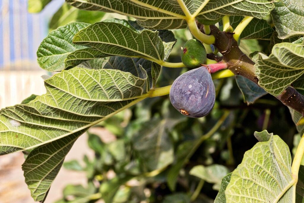 Eetbare planten in tuin: fruitbomen, kruidenbedden en verticale plantenbakken voor vers voedsel