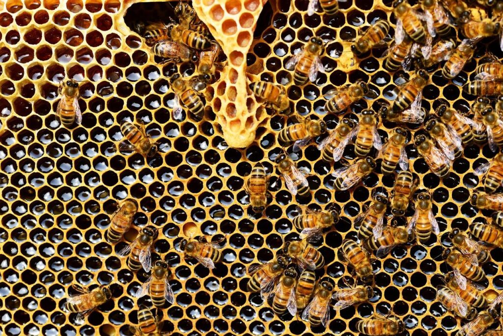 Propolis kopen: natuurlijk bijenproduct voor immuunsysteem ondersteuning en gezondheidsvoordelen