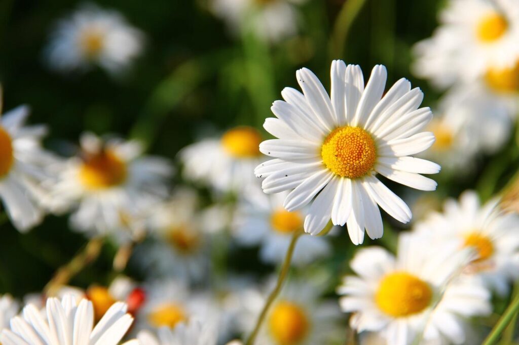Hovenier in omgeving Roosendaal onderhouden een mooie groene tuin met milieuvriendelijke werkwijzen en ecologische methoden