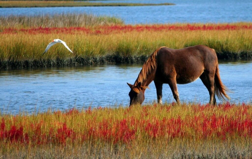 Waterkwaliteit paardenhouderij: zuiver water voor gezonde paarden en optimale zorg